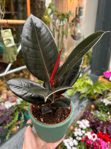 Ficus elastica Abidjan / Rubber Plant