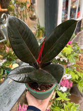 Load image into Gallery viewer, Ficus elastica Abidjan / Rubber Plant
