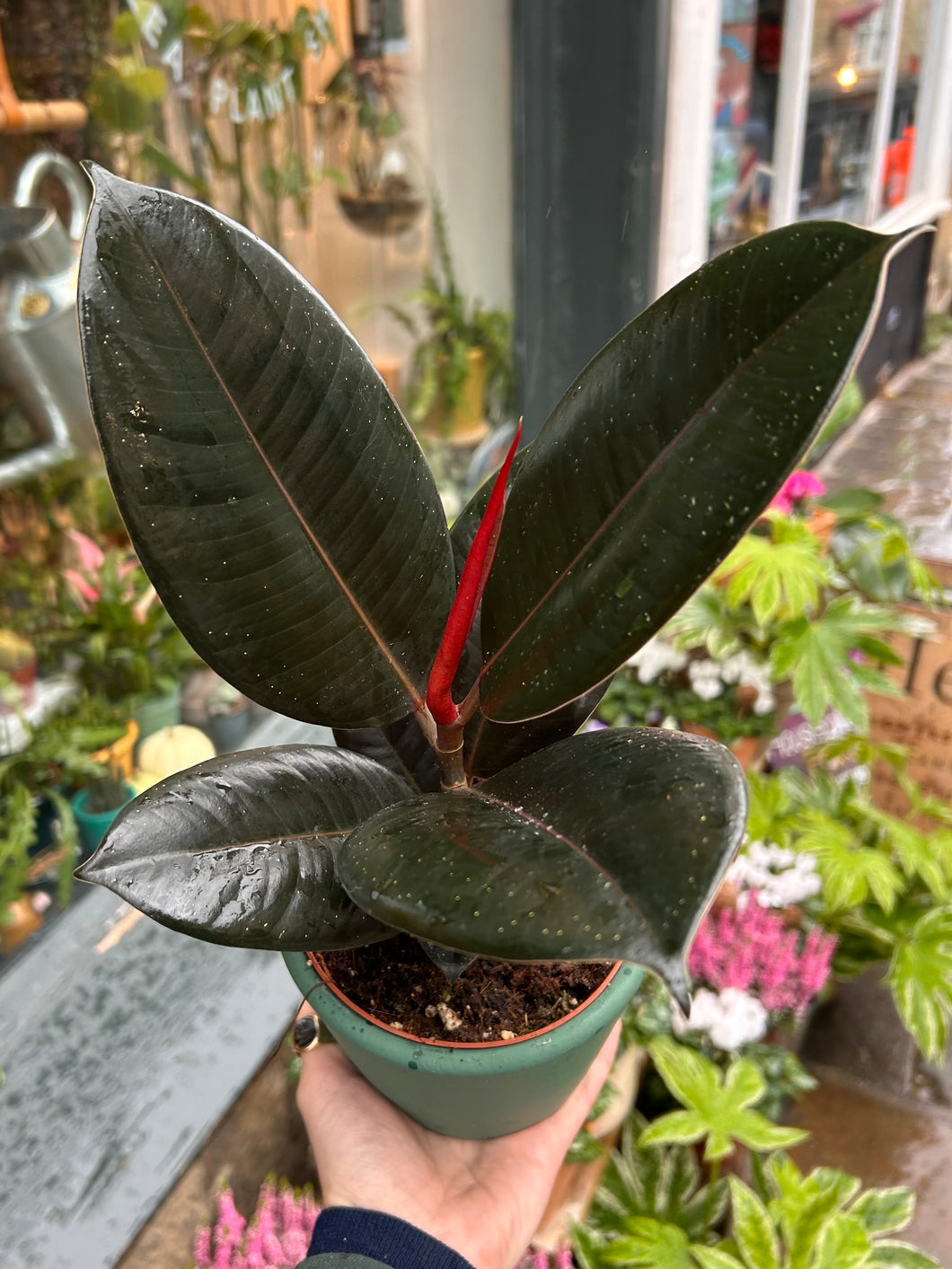 Ficus elastica Abidjan / Rubber Plant