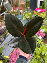 Load image into Gallery viewer, Ficus elastica Abidjan / Rubber Plant
