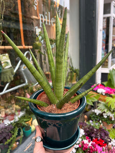 Sansevieria cylindrica Tough Guy / Snake Plant