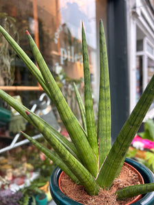 Sansevieria cylindrica Tough Guy / Snake Plant