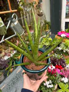 Sansevieria cylindrica Tough Guy / Snake Plant