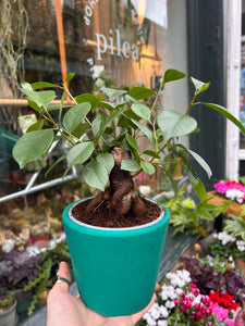 Ficus microcarpa Retusa / Retuse Fig / Chinese Banyan Tree
