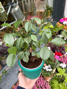 Ficus microcarpa Retusa / Retuse Fig / Chinese Banyan Tree