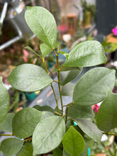 Load image into Gallery viewer, Ficus microcarpa Retusa / Retuse Fig / Chinese Banyan Tree
