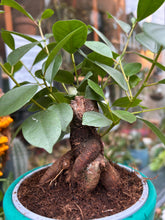 Load image into Gallery viewer, Ficus microcarpa Retusa / Retuse Fig / Chinese Banyan Tree
