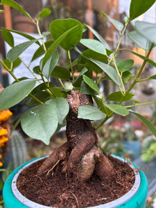 Ficus microcarpa Retusa / Retuse Fig / Chinese Banyan Tree