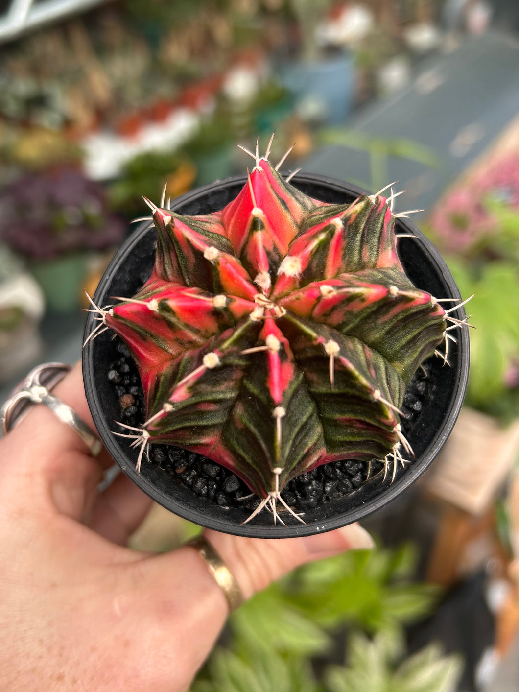 Gymnocalycium mihanovichii Variegata / Oriental Moon Cactus