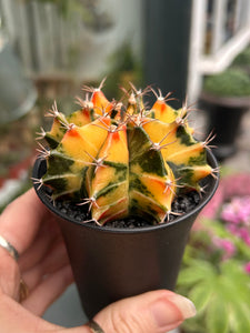 Gymnocalycium mihanovichii Variegata / Oriental Moon Cactus
