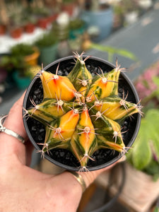 Gymnocalycium mihanovichii Variegata / Oriental Moon Cactus