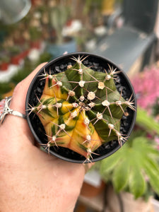Gymnocalycium mihanovichii Variegata / Oriental Moon Cactus