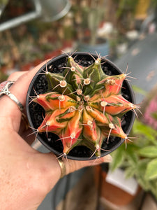 Gymnocalycium mihanovichii Variegata / Oriental Moon Cactus