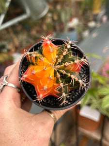 Gymnocalycium mihanovichii Variegata / Oriental Moon Cactus