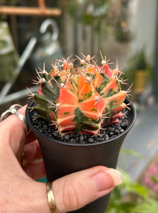 Gymnocalycium mihanovichii Variegata / Oriental Moon Cactus