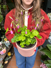 Load image into Gallery viewer, Oxalis bowiei Amarantha / Bowie’s Wood Sorrel / Cape shamrock
