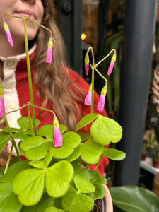 Oxalis bowiei Amarantha / Bowie’s Wood Sorrel / Cape shamrock