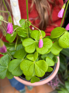 Oxalis bowiei Amarantha / Bowie’s Wood Sorrel / Cape shamrock