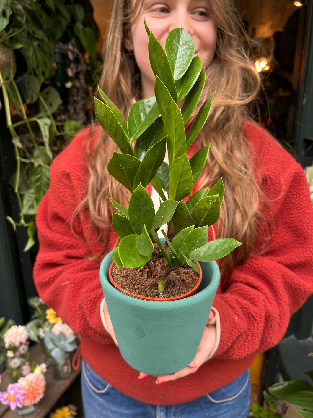 Zamioculcas zamiifolia / ZZ