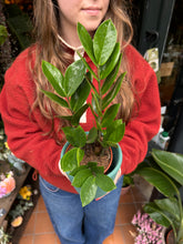 Load image into Gallery viewer, Zamioculcas zamiifolia / ZZ
