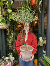 Load image into Gallery viewer, Olea europaea / Olive Tree - *Local Delivery or Local Pick Up Only*
