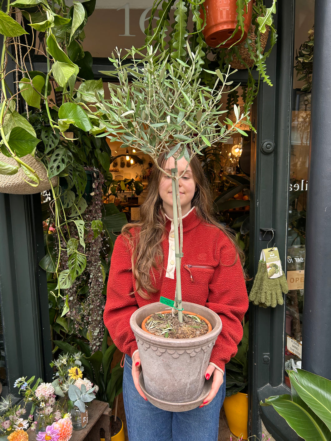 Olea europaea / Olive Tree - *Local Delivery or Local Pick Up Only*