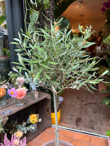 Olea europaea / Olive Tree - *Local Delivery or Local Pick Up Only*
