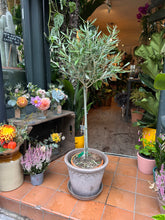 Load image into Gallery viewer, Olea europaea / Olive Tree - *Local Delivery or Local Pick Up Only*
