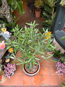 Olea europaea / Olive Tree - *Local Delivery or Local Pick Up Only*