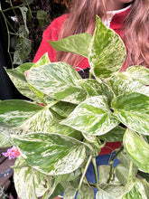 Load image into Gallery viewer, Epipremnum pinnatum Marble Queen / Marbled Pothos
