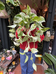 Epipremnum pinnatum Marble Queen / Marbled Pothos
