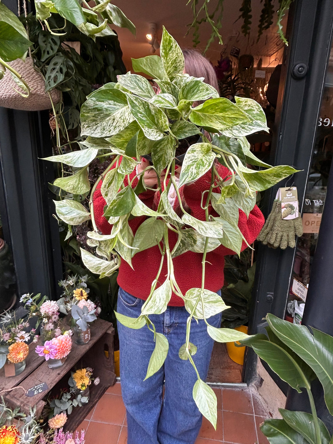 Epipremnum pinnatum Marble Queen / Marbled Pothos