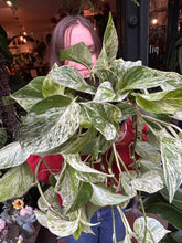 Load image into Gallery viewer, Epipremnum pinnatum Marble Queen / Marbled Pothos
