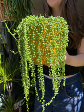 Load image into Gallery viewer, Senecio rowleyanus / String of Pearls - 14cm Pot

