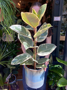 Ficus elastica Tineke / Variegated Rubber Plant - 21cm Pot - *Local Delivery or Local Pick Up Only*