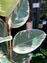 Load image into Gallery viewer, Ficus elastica Tineke / Variegated Rubber Plant - 21cm Pot - *Local Delivery or Local Pick Up Only*
