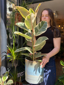 Ficus elastica Tineke / Variegated Rubber Plant - 21cm Pot - *Local Delivery or Local Pick Up Only*