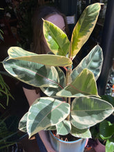 Load image into Gallery viewer, Ficus elastica Tineke / Variegated Rubber Plant - 21cm Pot - *Local Delivery or Local Pick Up Only*
