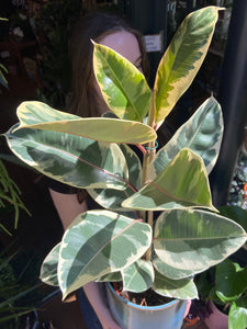 Ficus elastica Tineke / Variegated Rubber Plant - 21cm Pot - *Local Delivery or Local Pick Up Only*