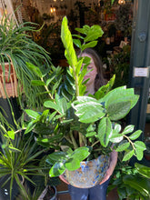 Load image into Gallery viewer, Zamioculcas zamiifolia / ZZ - 27cm Pot - *Local Delivery or Local Pick Up Only*
