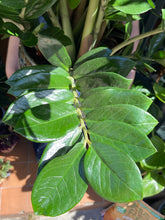 Load image into Gallery viewer, Zamioculcas zamiifolia / ZZ - 27cm Pot - *Local Delivery or Local Pick Up Only*
