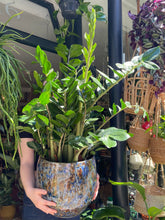 Load image into Gallery viewer, Zamioculcas zamiifolia / ZZ - 27cm Pot - *Local Delivery or Local Pick Up Only*
