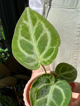 Load image into Gallery viewer, Anthurium crystallinum Silver Blush / Crystal Anthurium
