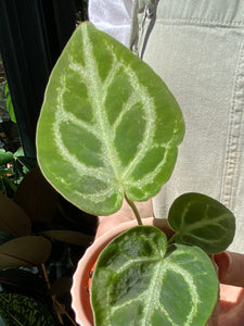 Anthurium crystallinum Silver Blush / Crystal Anthurium