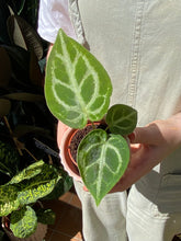 Load image into Gallery viewer, Anthurium crystallinum Silver Blush / Crystal Anthurium
