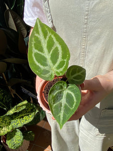 Anthurium crystallinum Silver Blush / Crystal Anthurium