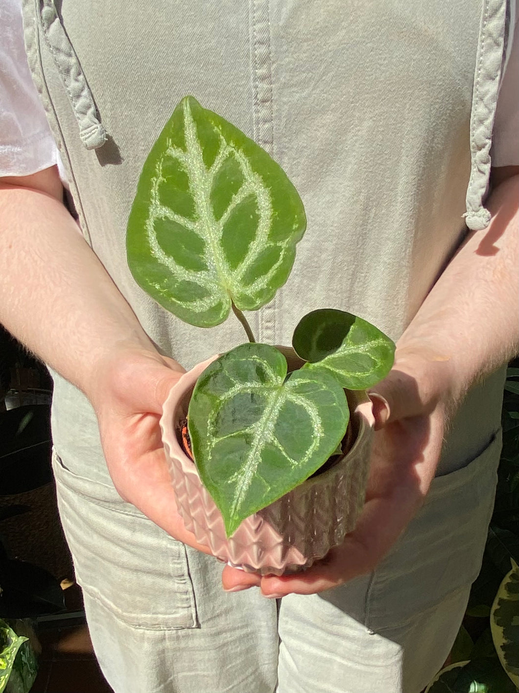 Anthurium crystallinum Silver Blush / Crystal Anthurium