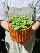 Load image into Gallery viewer, Sedum burrito / Burros Tail
