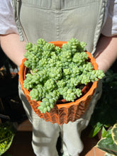 Load image into Gallery viewer, Sedum burrito / Burros Tail
