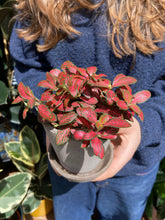 Load image into Gallery viewer, Fittonia Tiger Red / Nerve Plant
